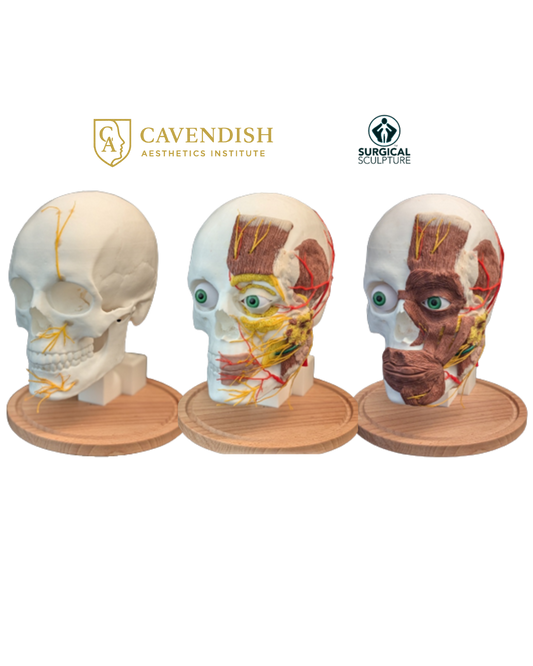 Advanced Anatomy Training (Surgical Sculpture's Constructive Anatomy)